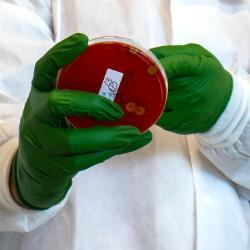 Petri dish